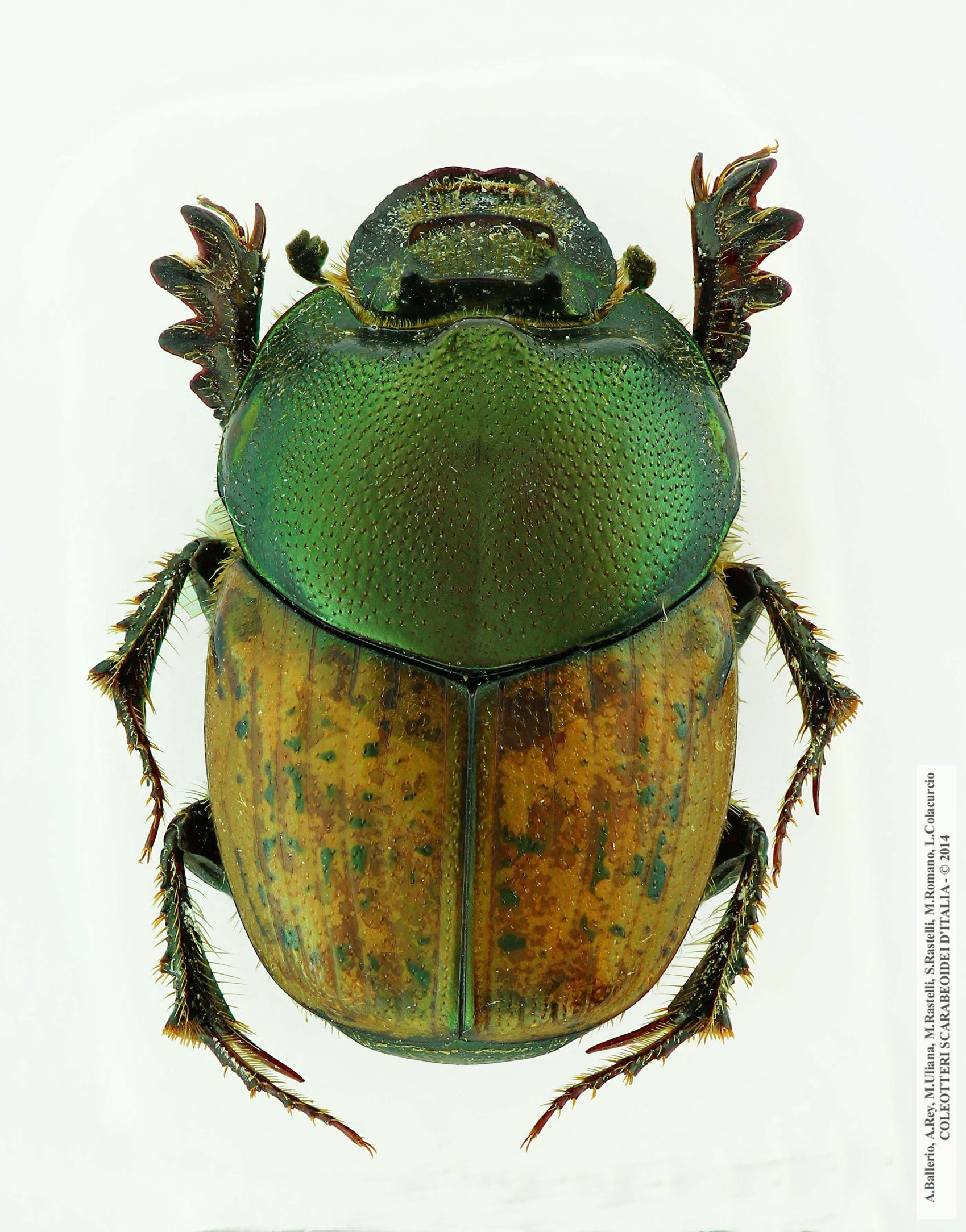 Onthophagus vacca, femmina